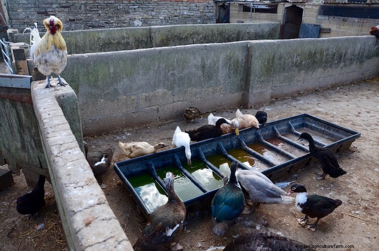 10 Best Ways To Keep Chicken Water From Freezing