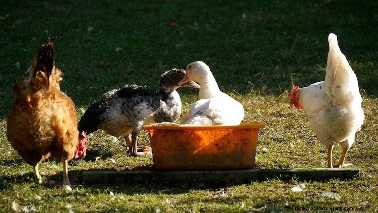 10 Best Ways To Keep Chicken Water From Freezing