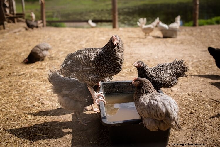 10 Best Ways To Keep Chicken Water From Freezing