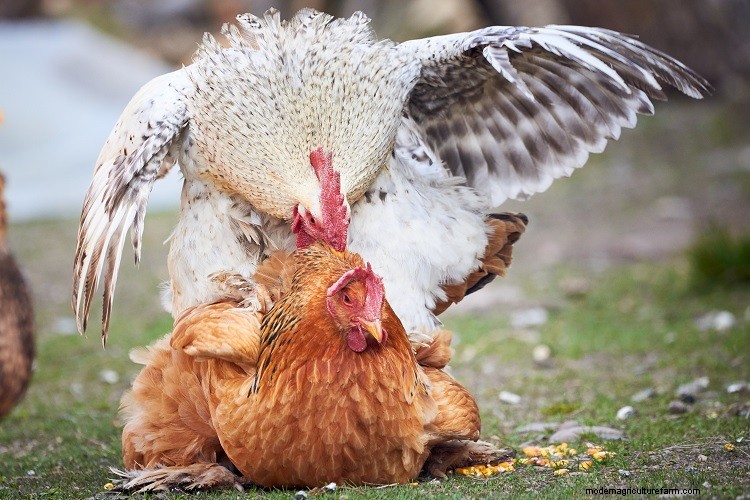 How Do Chickens Mate: The Complete Guide