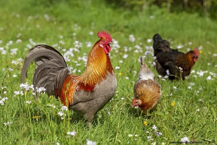 Why Is My Chicken Sneezing? The Complete Care Guide