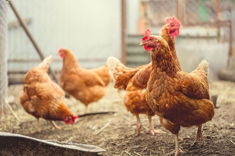 Why Is My Chicken Sneezing? The Complete Care Guide