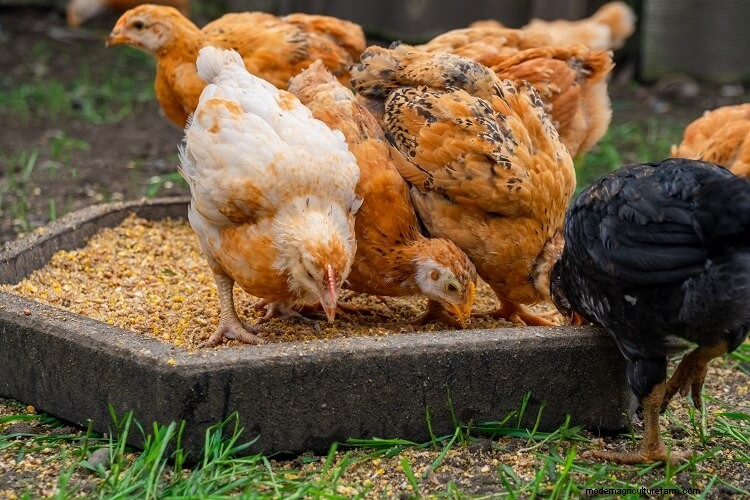 Why Is My Chicken Sneezing? The Complete Care Guide