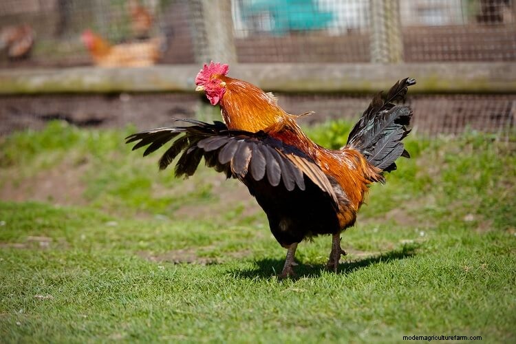Can Chickens Fly? Everything You Want To Know