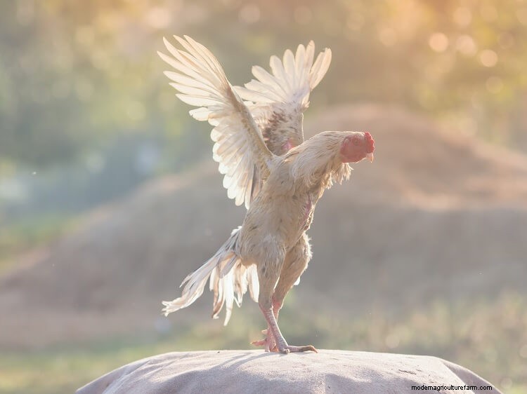 Can Chickens Fly? Everything You Want To Know