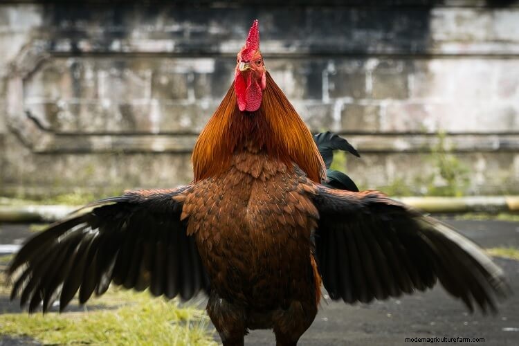 Can Chickens Fly? Everything You Want To Know