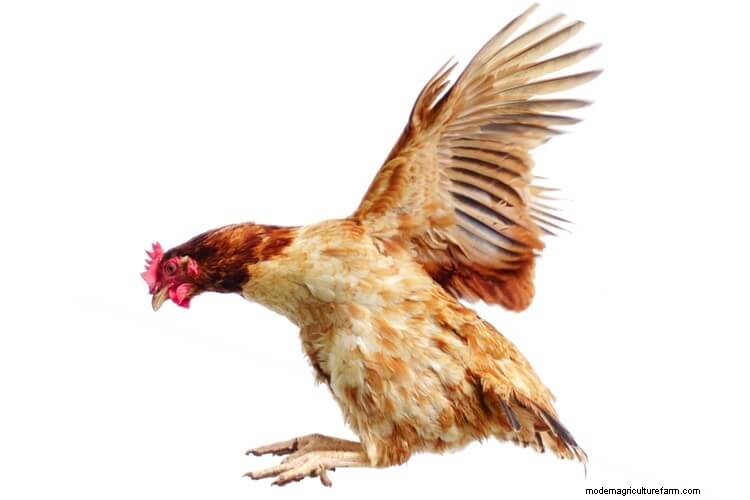 Can Chickens Fly? Everything You Want To Know