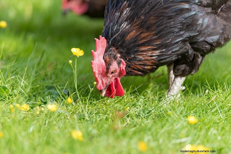 11 Common Chicken Sounds: How To Speak Chicken