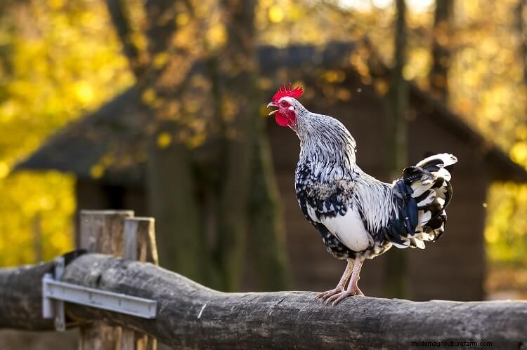11 Common Chicken Sounds: How To Speak Chicken