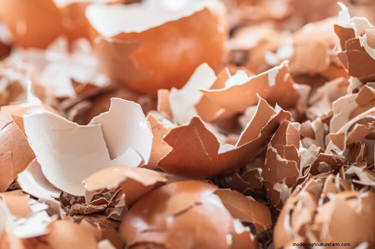 The Definitive Guide To Egg Laying Problems