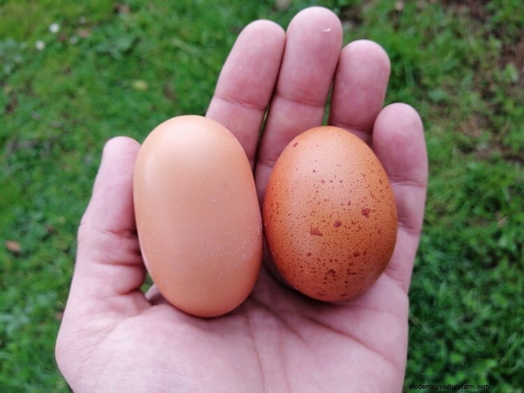 The Definitive Guide To Egg Laying Problems