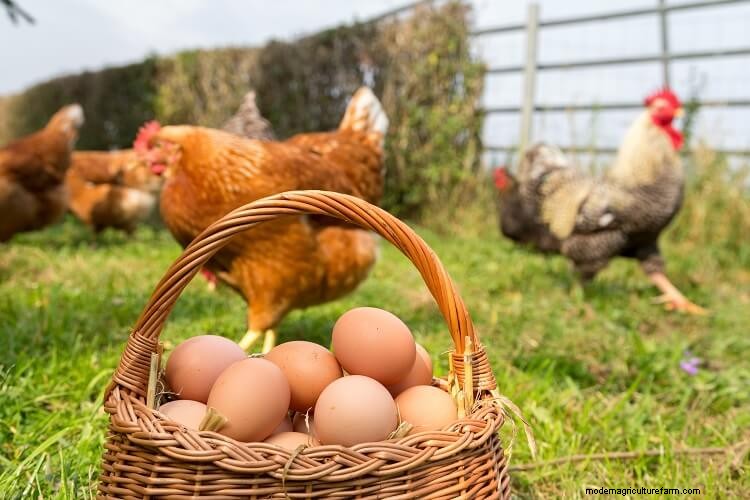 The Definitive Guide To Egg Laying Problems