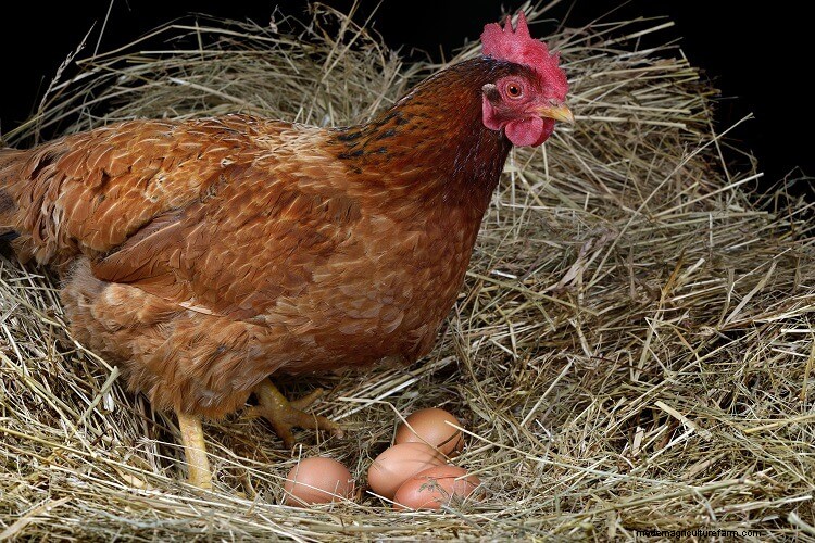 The Definitive Guide To Egg Laying Problems