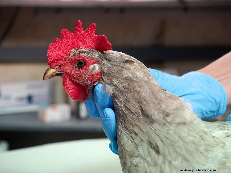 Complete Guide To Sour Crop In Chickens (Identification, Treatment And More)