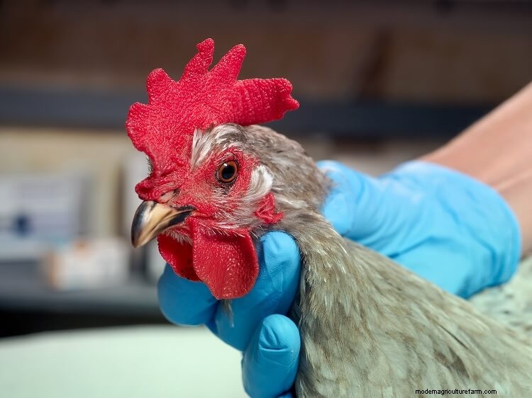 Complete Guide To Sour Crop In Chickens (Identification, Treatment And More)