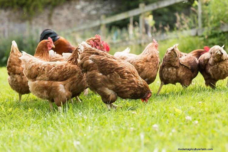 Chicken Bullying: 9 Ways To Stop Chickens Pecking