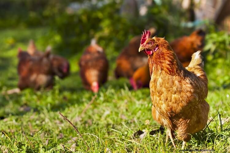 Chicken Bullying: 9 Ways To Stop Chickens Pecking