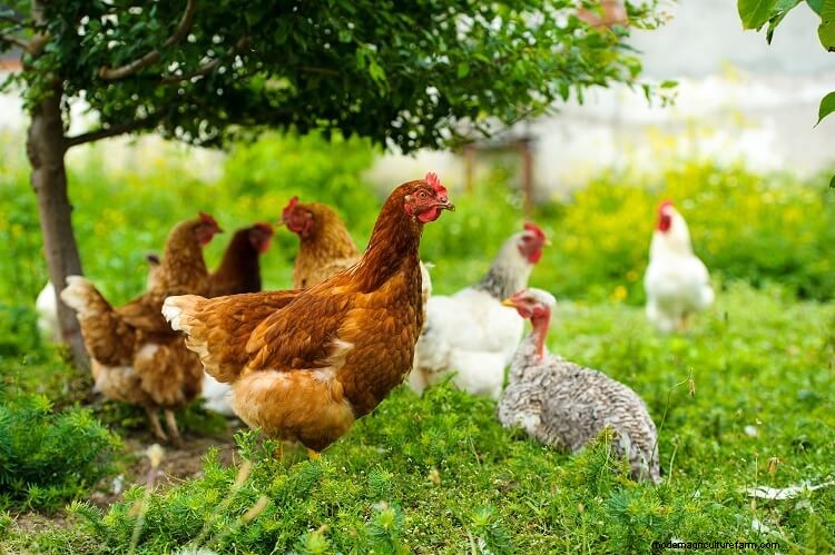 Chicken Bullying: 9 Ways To Stop Chickens Pecking
