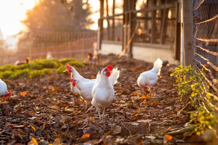 Chicken Bullying: 9 Ways To Stop Chickens Pecking