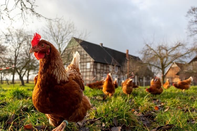 Chicken Bullying: 9 Ways To Stop Chickens Pecking