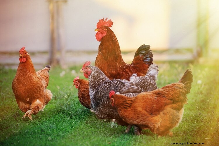 Chicken Bullying: 9 Ways To Stop Chickens Pecking