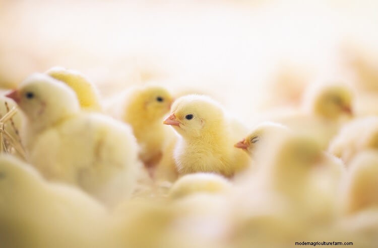 The Complete Life Cycle Of A Chicken Explained