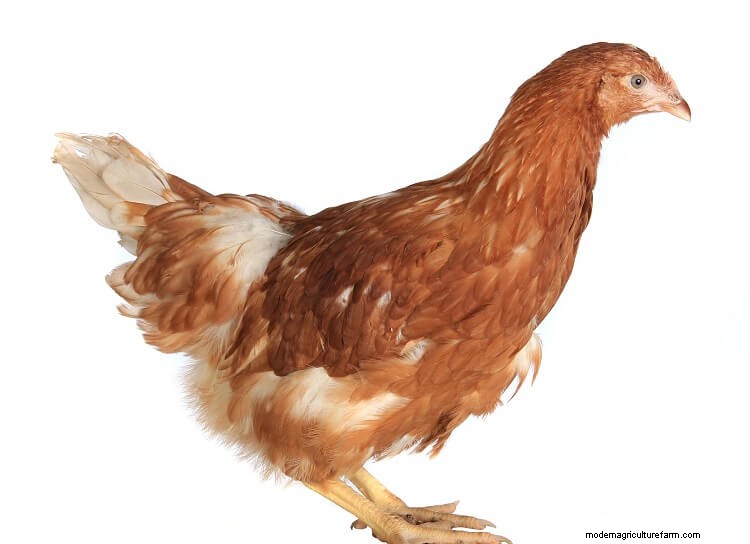 The Complete Life Cycle Of A Chicken Explained