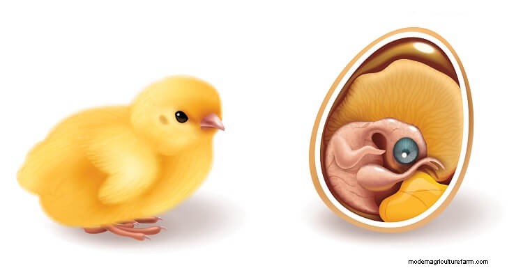 The Complete Life Cycle Of A Chicken Explained