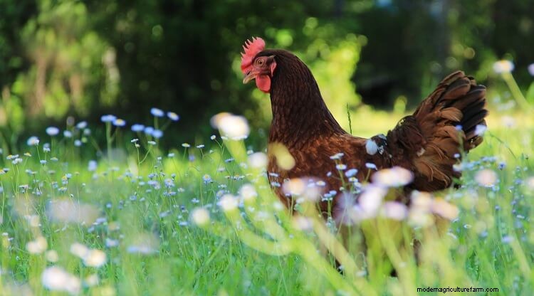 The Complete Life Cycle Of A Chicken Explained