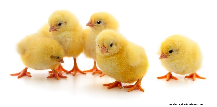 3 Simple Ways To Determine The Age Of A Chicken