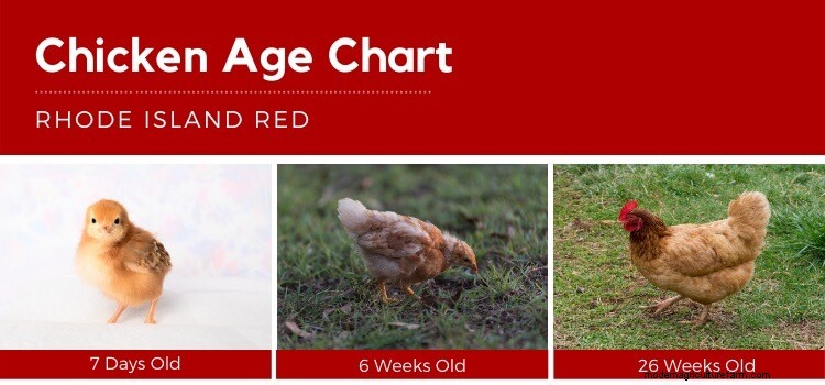 3 Simple Ways To Determine The Age Of A Chicken