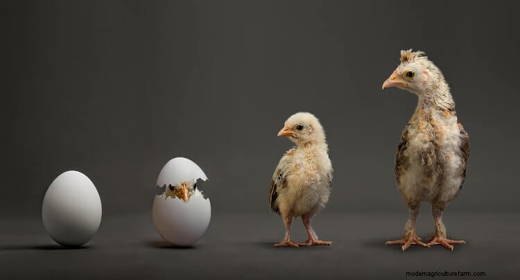 3 Simple Ways To Determine The Age Of A Chicken