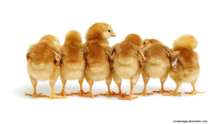 3 Simple Ways To Determine The Age Of A Chicken