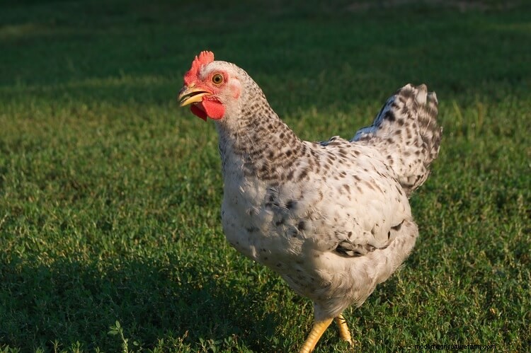 3 Simple Ways To Determine The Age Of A Chicken