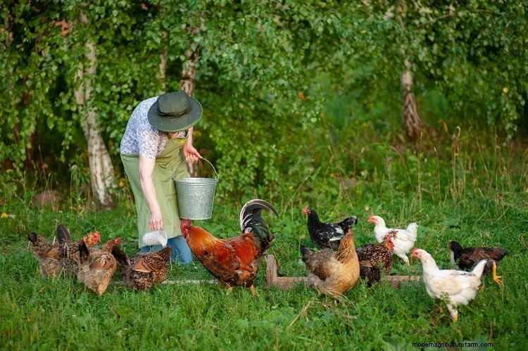 3 Simple Ways To Determine The Age Of A Chicken