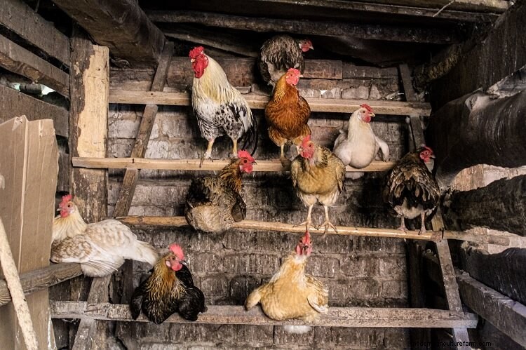 3 Simple Ways To Determine The Age Of A Chicken