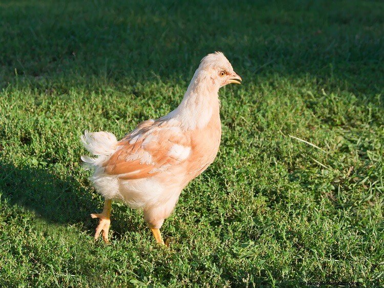 3 Simple Ways To Determine The Age Of A Chicken