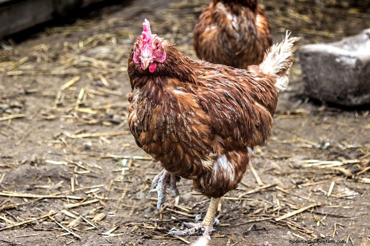 11 Common Reasons Why Chickens Stop Laying Eggs (And How To Fix It)