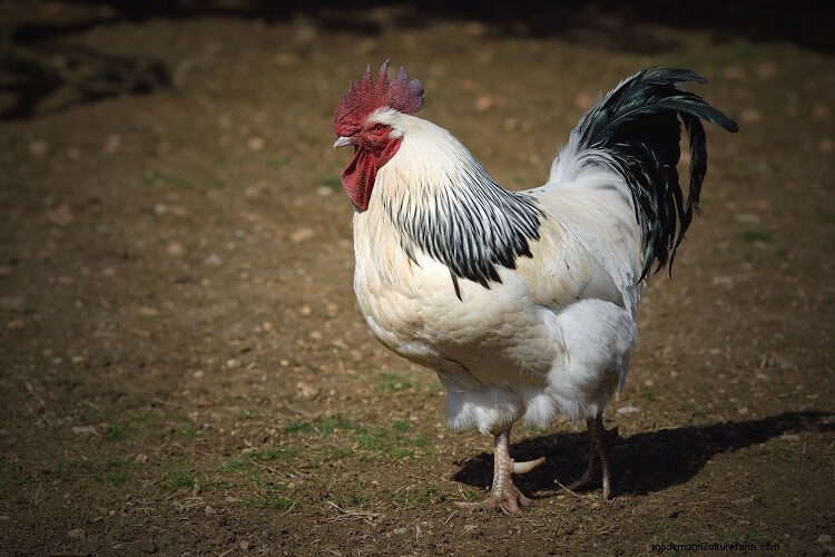 11 Common Reasons Why Chickens Stop Laying Eggs (And How To Fix It)