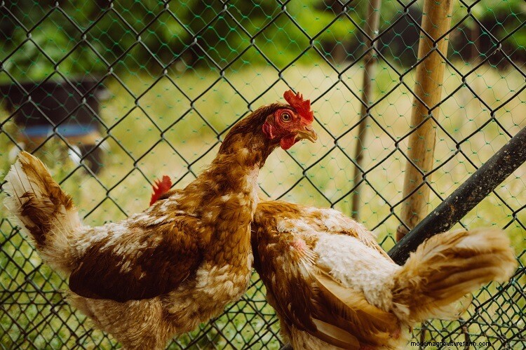 11 Common Reasons Why Chickens Stop Laying Eggs (And How To Fix It)