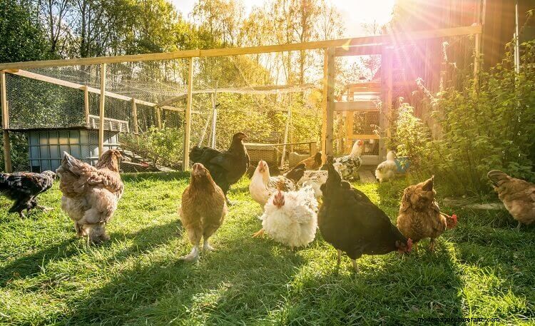 11 Common Reasons Why Chickens Stop Laying Eggs (And How To Fix It)