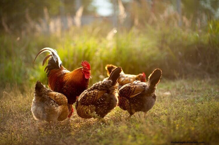 11 Common Reasons Why Chickens Stop Laying Eggs (And How To Fix It)