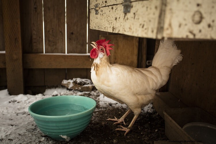 11 Common Reasons Why Chickens Stop Laying Eggs (And How To Fix It)