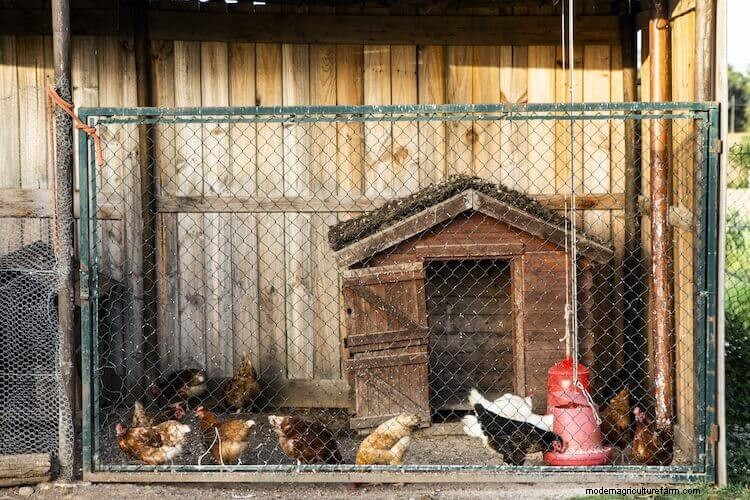 11 Common Reasons Why Chickens Stop Laying Eggs (And How To Fix It)