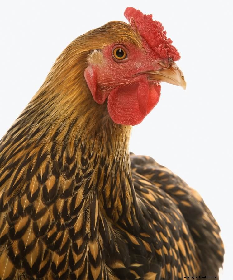 Complete Guide To Chicken Combs: Types, Frostbite and More…