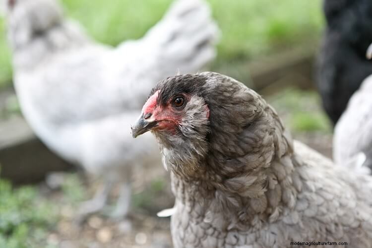 Complete Guide To Chicken Combs: Types, Frostbite and More…