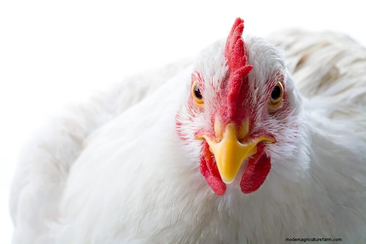 Complete Guide To Chicken Combs: Types, Frostbite and More…