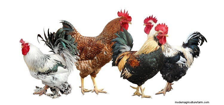 Complete Guide To Chicken Combs: Types, Frostbite and More…