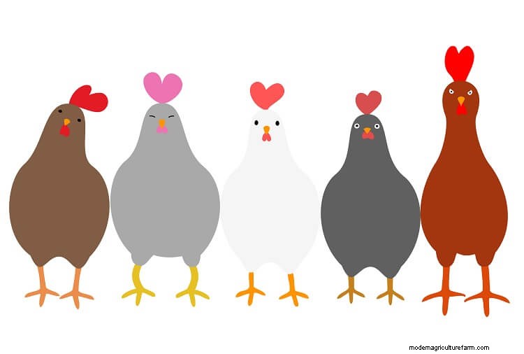 Complete Guide To Chicken Combs: Types, Frostbite and More…