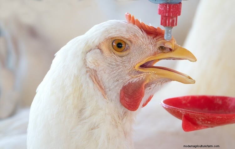 The Complete Guide To Chickens And Water
